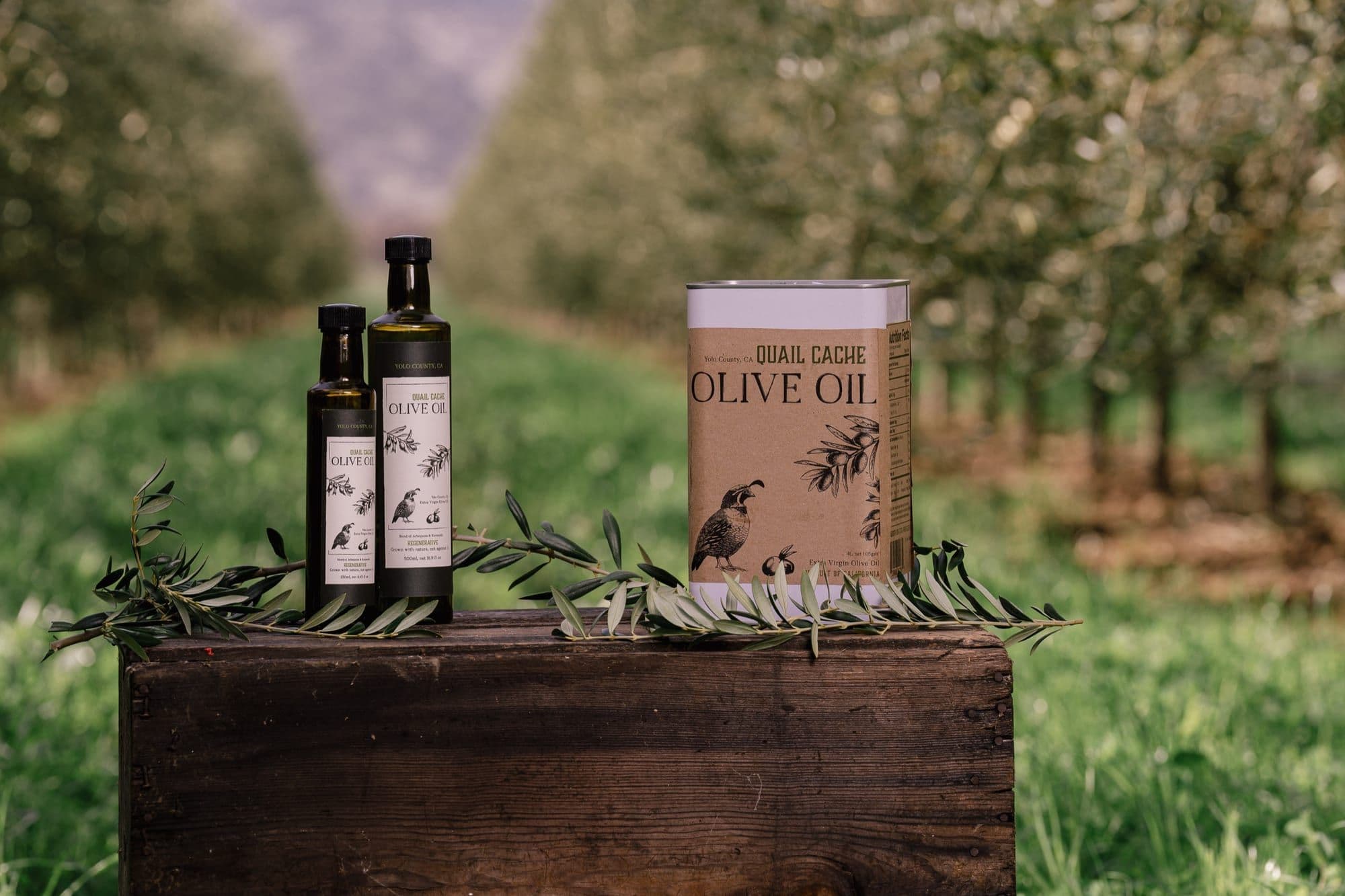 Quail Cache Olive Oil